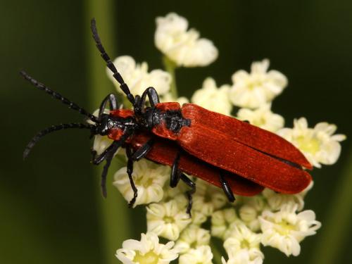 Réf. 222 192 : Lygistopterus sanguineus