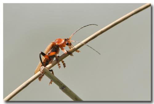 Réf. 222 589 : Cantharis livida