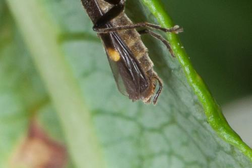 Réf. 222 885 : Malthodes sp.