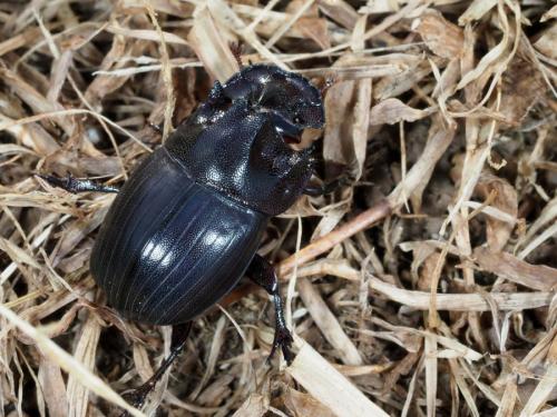 Copris megaceratoides
