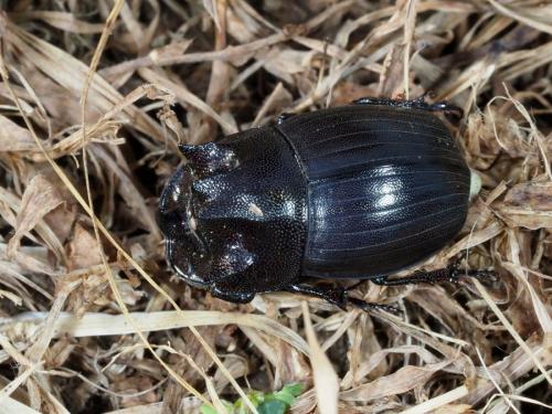 Copris megaceratoides