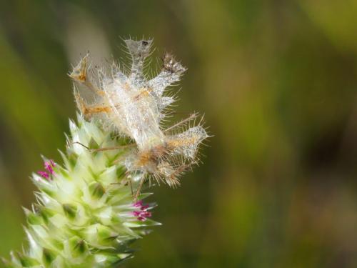Pephricus sp.
