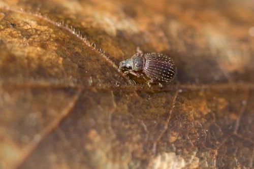 Réf. 222 524 : Brachysomus hirtus