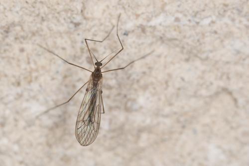 Trichocera sp.