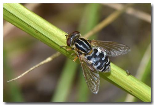 Réf. 222 732 : Eurimyia lineata