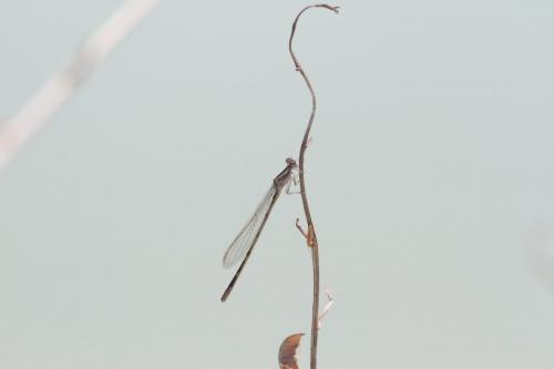 Enallagma clausum