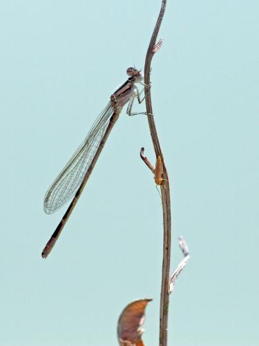 Réf. 222 175 : Enallagma clausum