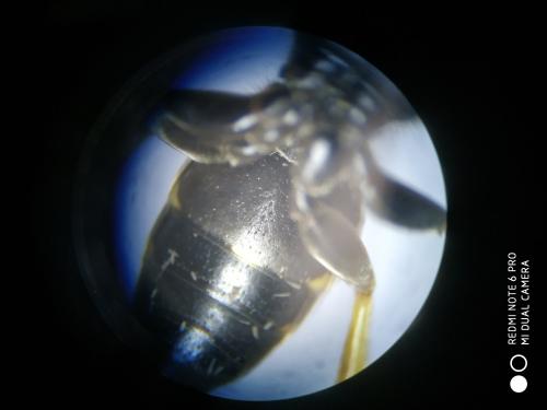 Argogorytes sp.