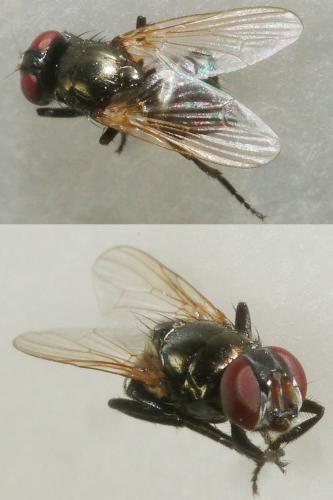 Réf. 222 779 : Hydrotaea sp.