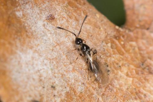 Réf. 222 667 : Trichopria sp.