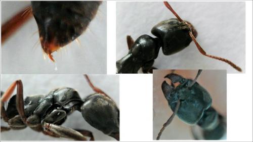 Réf. 222 558 : Brachyponera sennaarensis