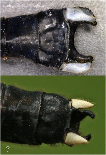 Leptogomphus divers