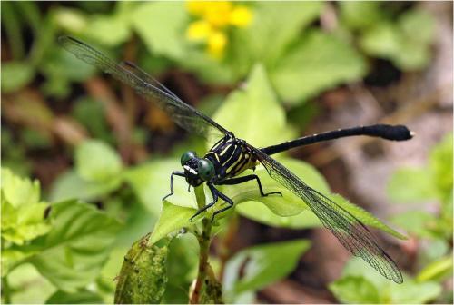 Leptogomphus sp.