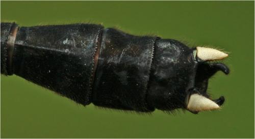 Leptogomphus sp.