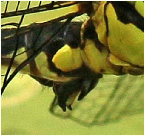 Leptogomphus sp.