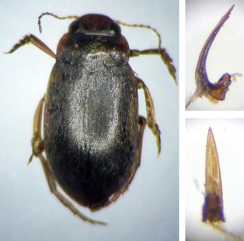 Hydroporus dorsalis