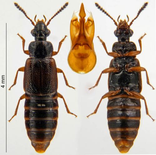 Réf. 222 798 : Omalium rivulare