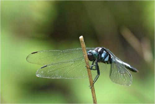 Orthetrum melania superbum