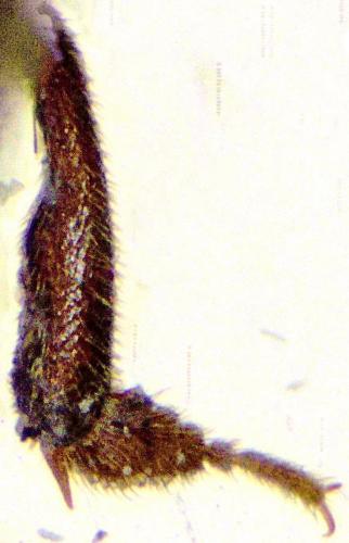 Catops fuliginosus