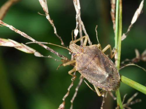 Boerias sp.