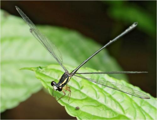 Rhipidolestes owadai