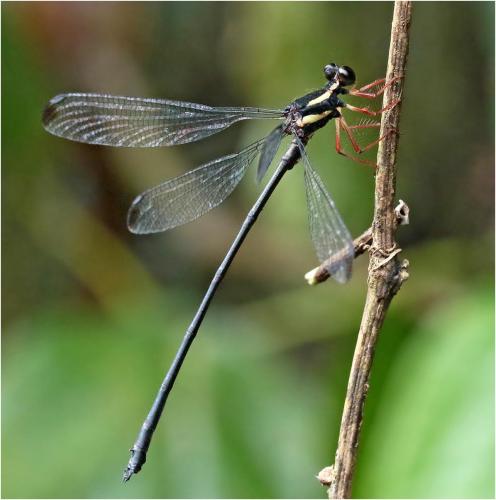 Rhipidolestes owadai
