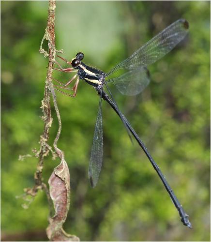 Rhipidolestes owadai