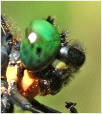 Chlorogomphus nasutus