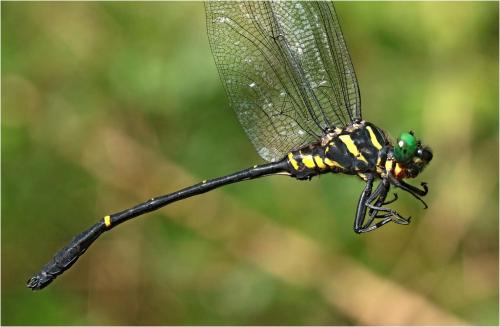 Réf. 222 673 : Chlorogomphus nasutus