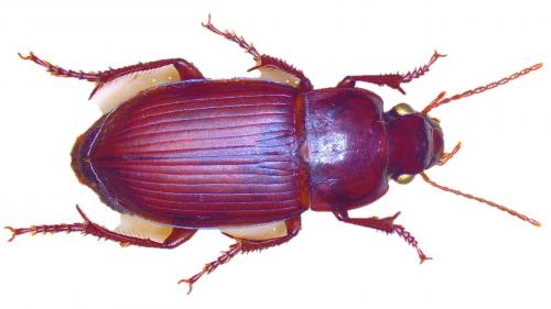 Cryptophonus melancholicus