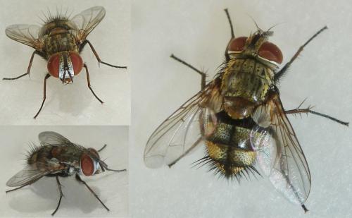 Carcelia lucorum
