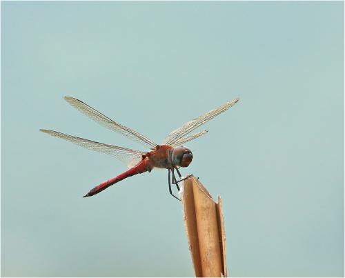 Réf. 222 497 : Tramea transmarina