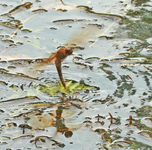 Tramea transmarina
