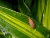 222702 – Photo : Didier Levasseur – Thaïlande