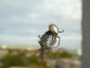 222403 – Photo : Andre Astric – France (68)