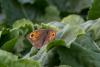 222772 – Photo : lo27 – France (27)