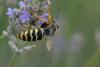 222761 – Photo : Daniel Rumo – France (04)