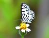 222971 – Photo : Jean-Claude Jamoulle – Thaïlande