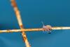 222112 – Photo : Duborget Robin – France (06)