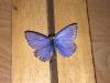 222296 – Photo : Limenitis78 – France (05)