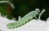 222713 – Photo : alain Roujas – France (31)