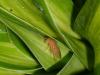222528 – Photo : Didier Levasseur – Thaïlande