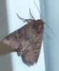 222981 – Photo : Bobabar – France (95)