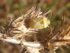 222315 – Photo : Elise Minssieux – France (66)