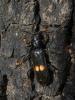 222564 – Photo : Lionel Casset – Guinée
