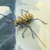 222531 – Photo : Ismael Robin – Laos