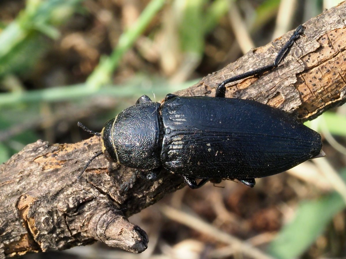 Lionel Casset - Buprestis (Buprestis) cupressi - réf. 222606 (1200 x 900 pixels, 218 ko)