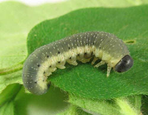 Abia mutica