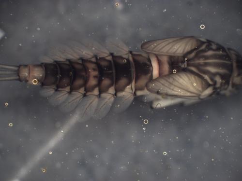 Baetis rhodani