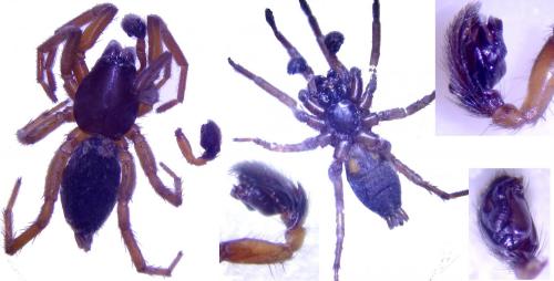 Haplodrassus signifer